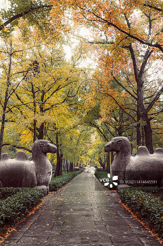南京明孝陵石象路图片素材