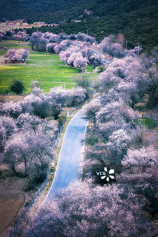 林芝桃花大道图片素材