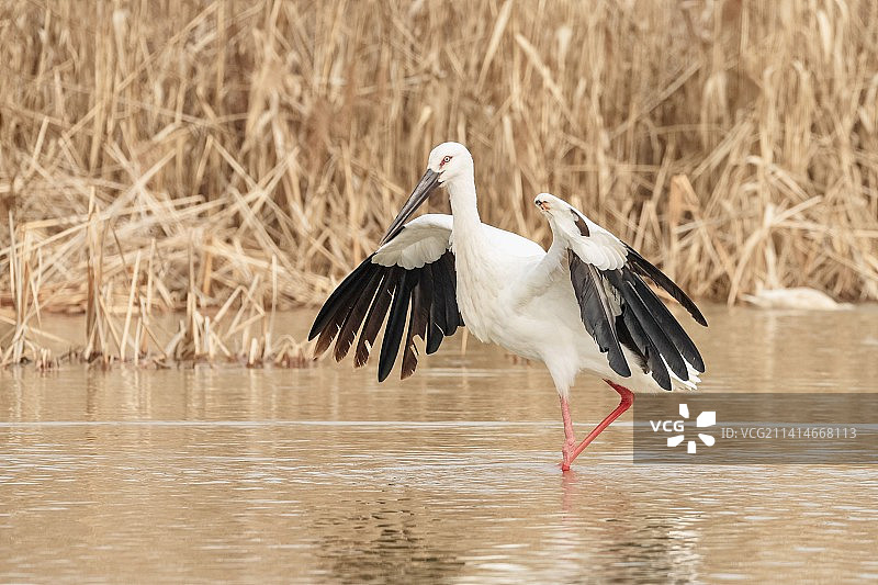 东方白鹳图片素材