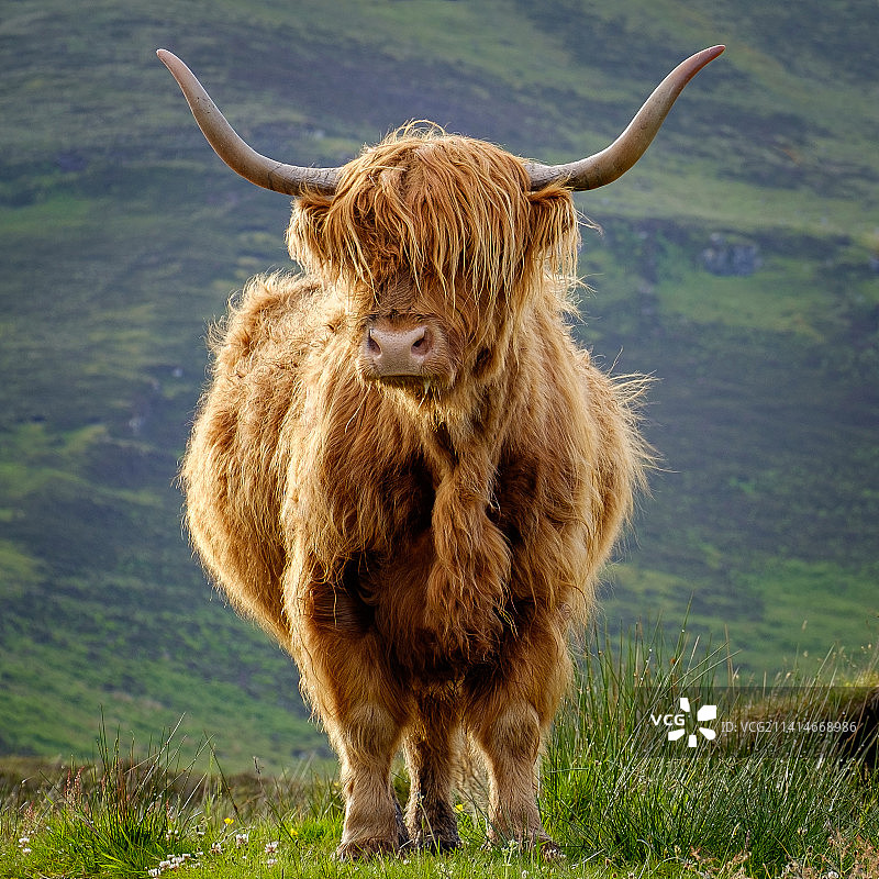 在英国斯凯岛田野上的高地牛肖像图片素材