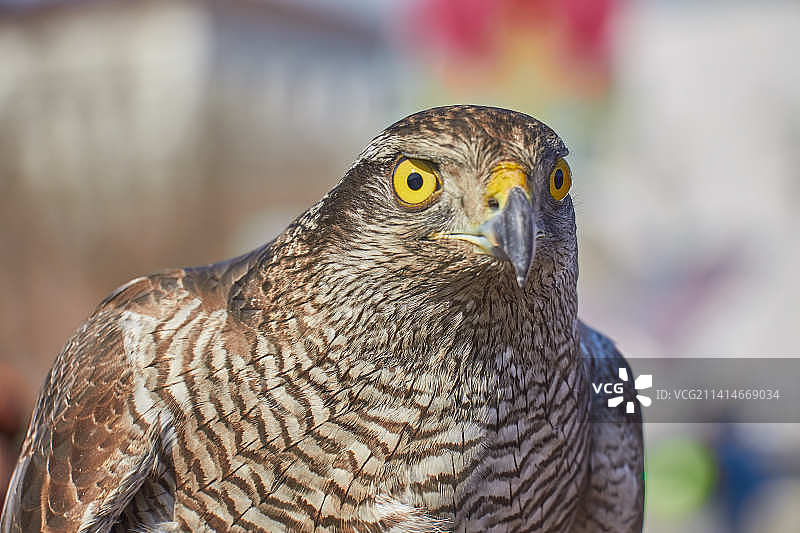 雄鹰特写，哈萨克斯坦图片素材