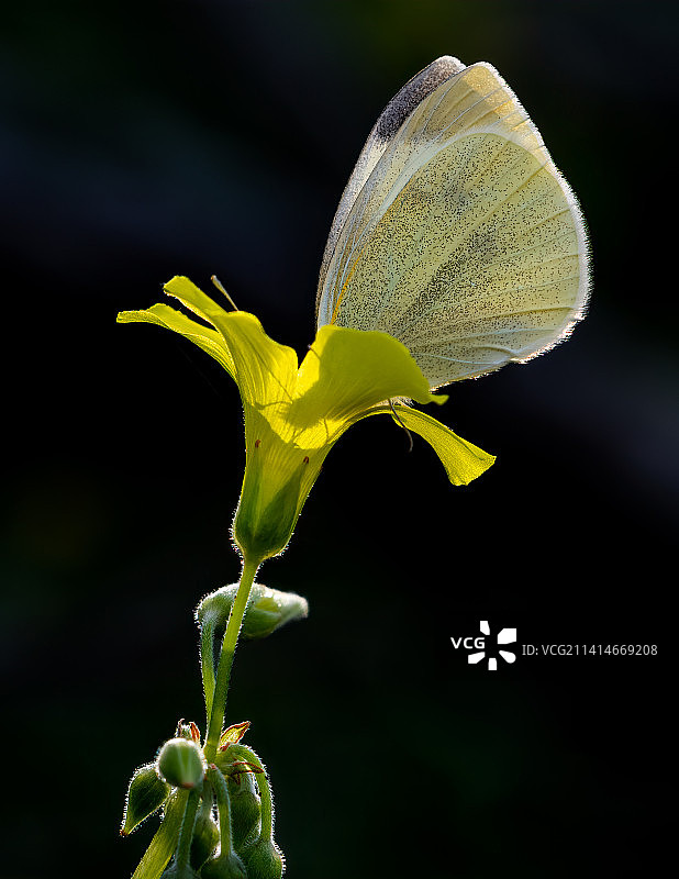 塞浦路斯的植物特写图片素材