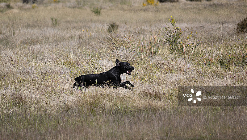 新西兰坎特伯雷科尔里奇湖畔的狗侧面照图片素材