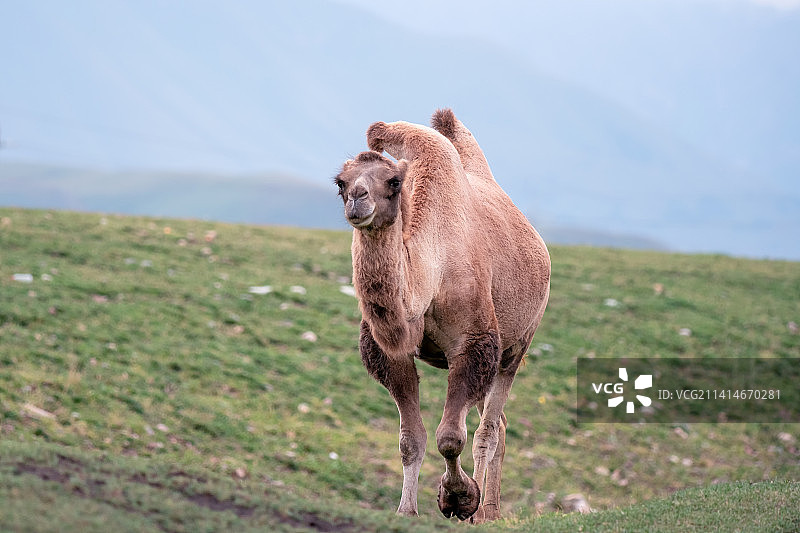 新疆伊犁百里画廊唐布拉景区的双峰骆驼Camelus图片素材
