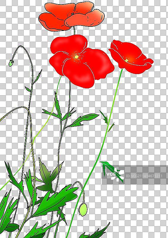 虞美人手绘卡通花卉植物设计元素图片素材