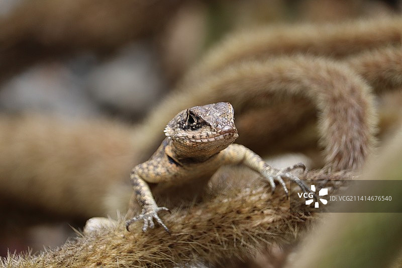 蜥蜴在植物上的特写图片素材
