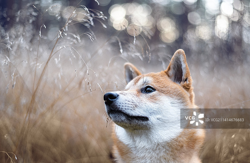拉脱维亚的柴犬头像图片素材