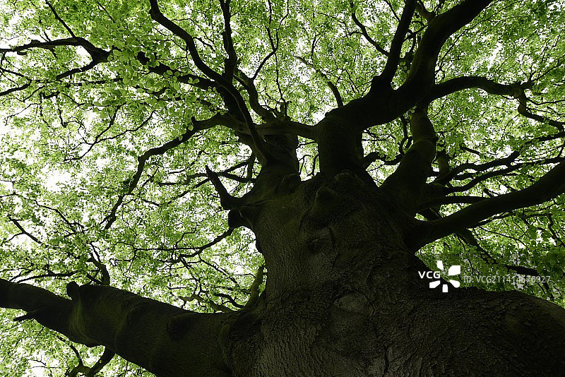 树对着天空的低角度视图图片素材