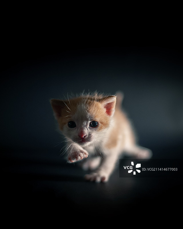 黑色背景下的小猫特写图片素材