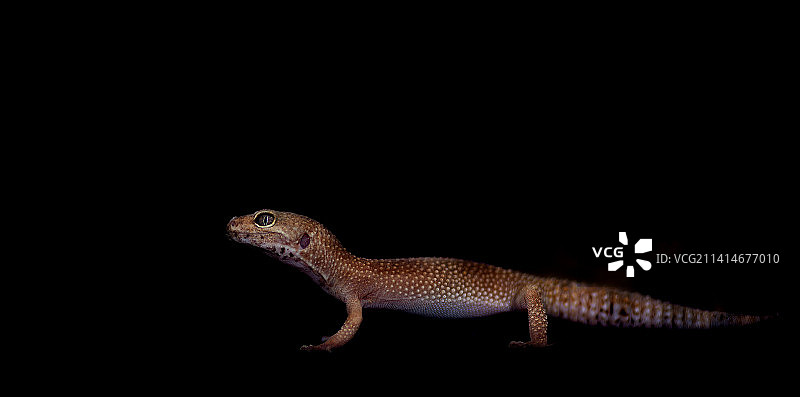 壁虎在黑色背景下的特写，匈牙利图片素材