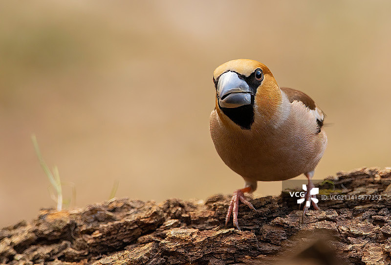 匈牙利树干上栖息的鸣雀特写图片素材