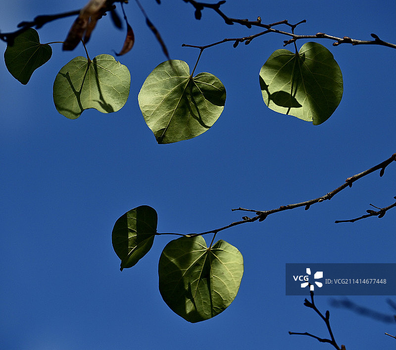 仰视角度拍摄的西班牙蓝天下树叶图片素材