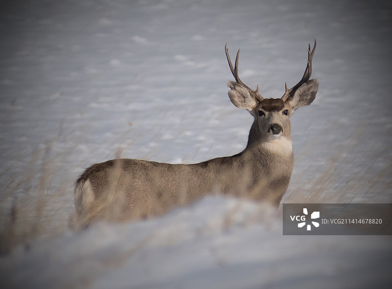 站在雪地里的白人肖像图片素材