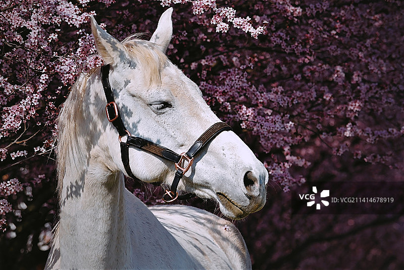 克罗地亚纯种阿拉伯赛马特写图片素材