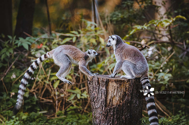 波兰，树上猴子特写图片素材