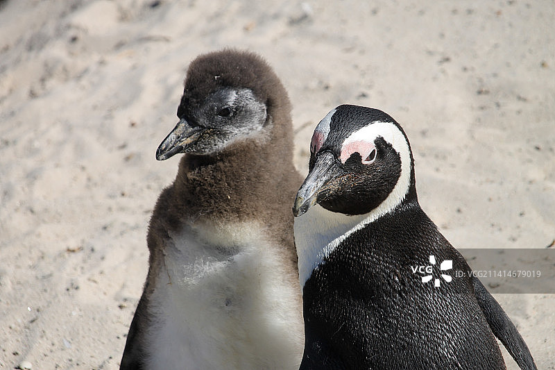 一对企鹅，南非比勒内斯堡国家公园图片素材