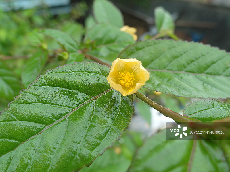 黄色开花植物叶子特写图片素材