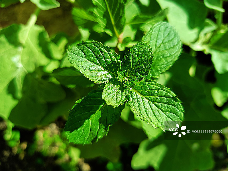 薄荷叶特写，阿科拉，马哈拉施特拉邦，印度图片素材