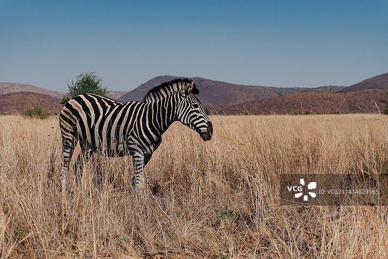 布氏斑马站在南非Pilanesberg国家公园的田野上的侧视图图片素材