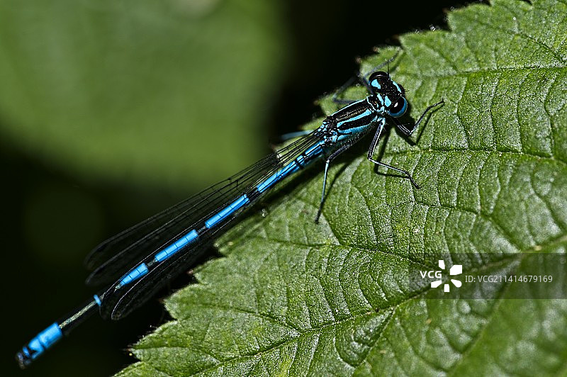 叶子上豆娘的特写图片素材