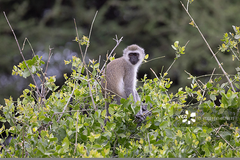 坦桑尼亚田野上的松鼠特写图片素材