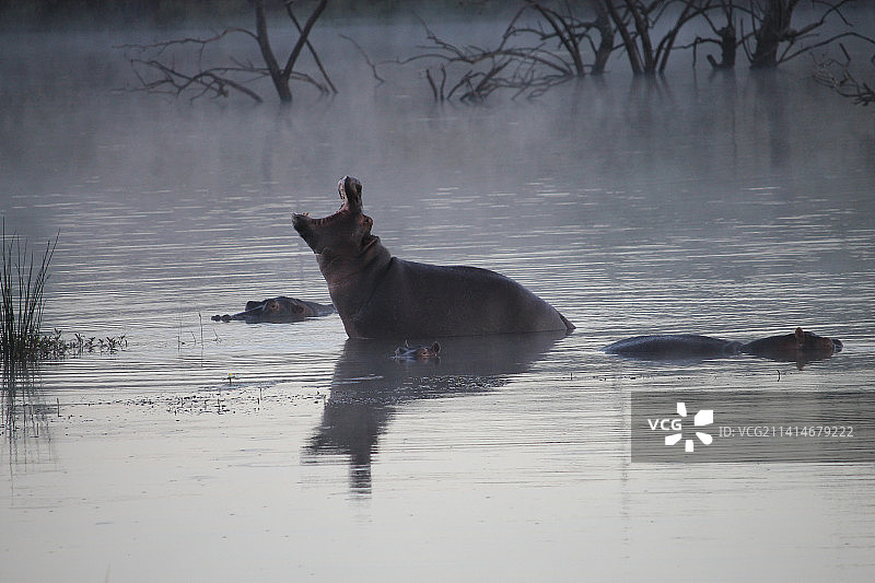 在湖中游泳的狗的侧面，比兰斯堡国家公园，南非图片素材