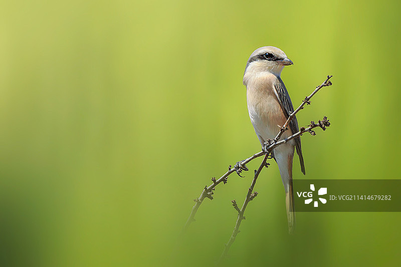 鸣鹟栖息在植物上，伊朗基什岛图片素材