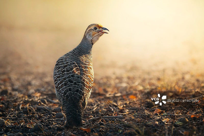 栖息在田野上的鹧鸪特写，伊朗基什岛图片素材