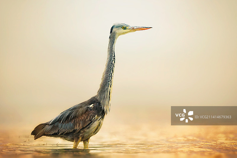 灰鹭在伊朗基什岛湖中特写图片素材