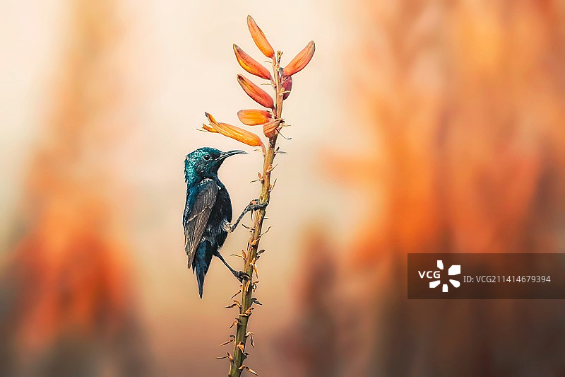 翠鸟栖息在植物上特写，伊朗基什岛图片素材