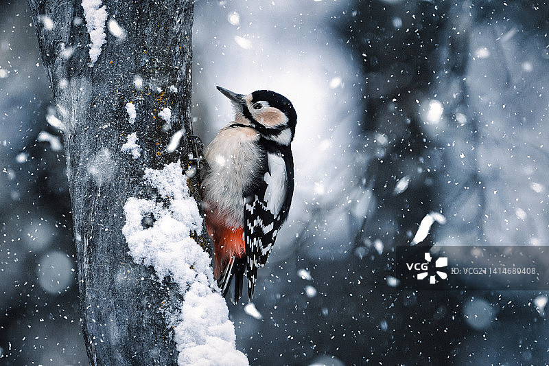 冬季啄木鸟栖息在树上的特写，日本北海道图片素材