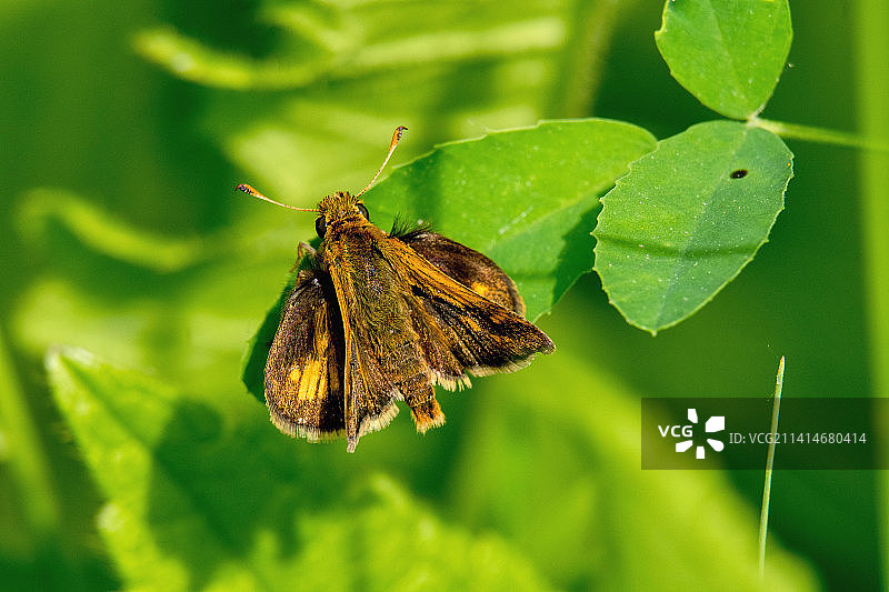 树叶上的蝴蝶特写，拉巴格伍兹，美国图片素材