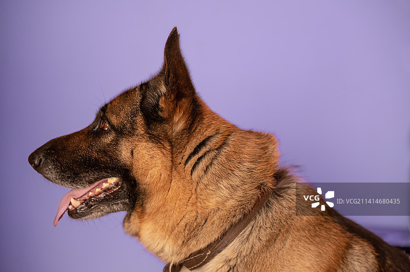 德国牧羊犬侧面照图片素材