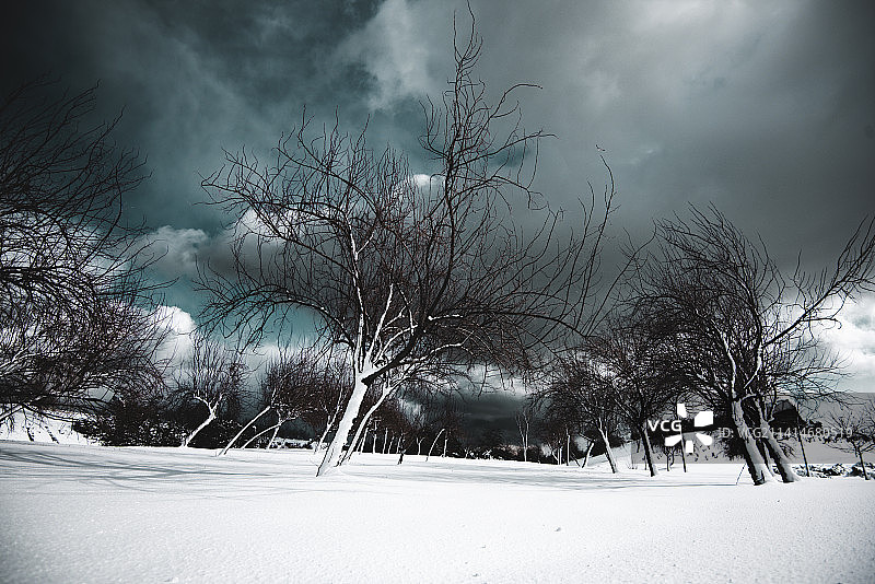 土耳其萨姆松：雪原上的树木图片素材