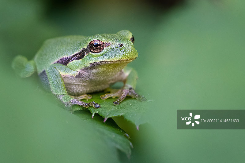 特写：欧洲树蛙栖息在树叶上，德国阿沙芬堡图片素材
