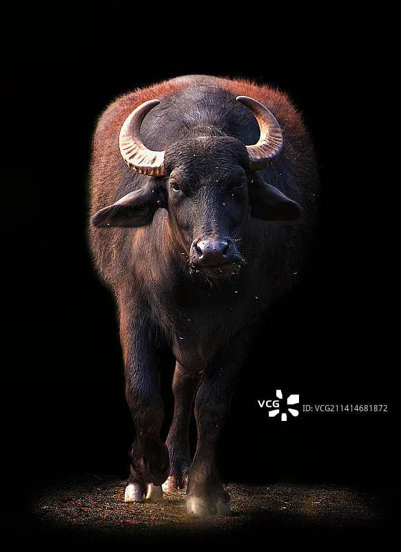 公牛肖像，背景为黑色，捷克共和国图片素材