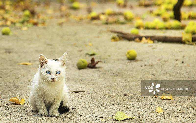 猫咪坐在土耳其马拉蒂亚沙地上的画像图片素材