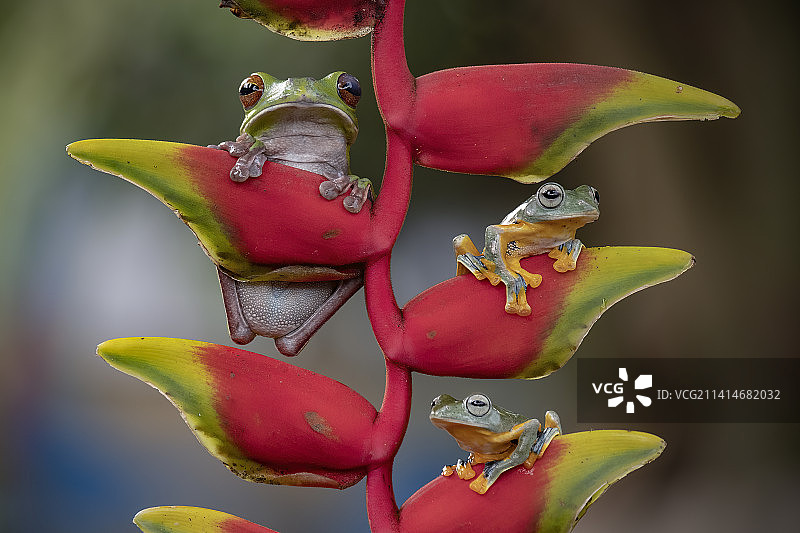 印度尼西亚西贝卡西植物上的青蛙特写图片素材