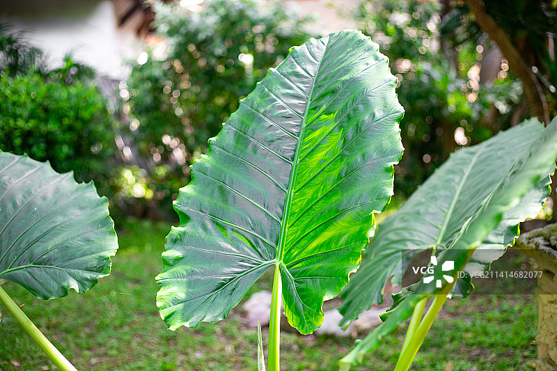泰国花园中热带绿色植物Alocasia的大叶子图片素材