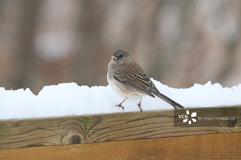 栖息在雪上的深色鸟类特写图片素材