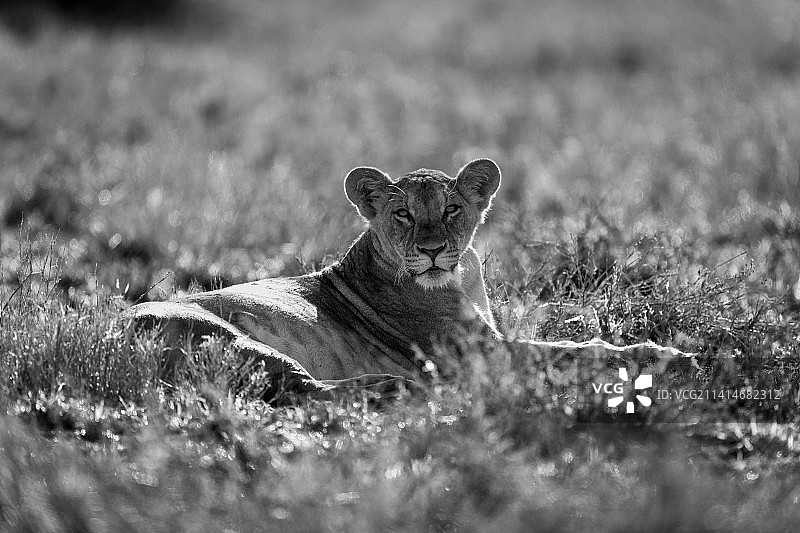 单色母狮卧于肯尼亚草地注视镜头图片素材