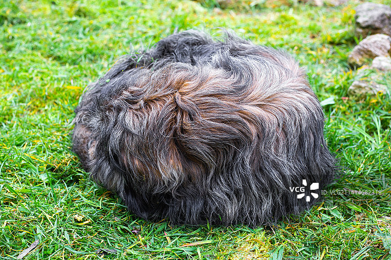 蓬松的狗蜷缩在绿草地上，俄罗斯街头无家可归的动物的生活图片素材