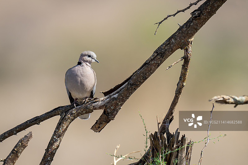肯尼亚，在枯枝上回头看的 кольценосная горлица图片素材