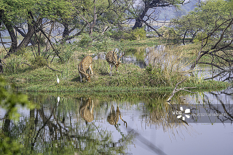 印度巴拉特普尔鸟类保护区森林中的湖泊风景图片素材