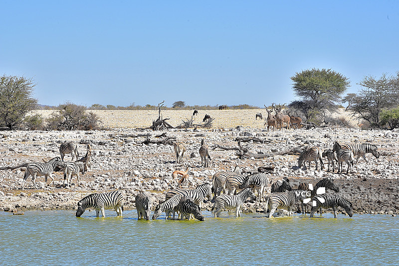 纳米比亚奥考奎约水坑边的斑马、大捻角羚和跳羚图片素材
