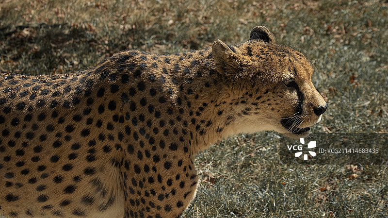 非洲猎豹在德国原野特写图片素材