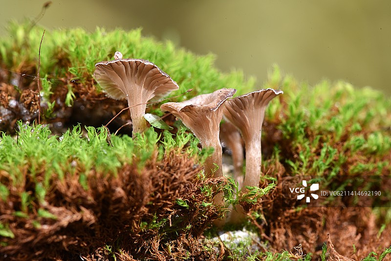 法国田野上生长的蘑菇特写图片素材