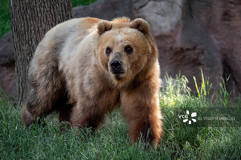 捷克共和国草地上的堪察加棕熊图片素材