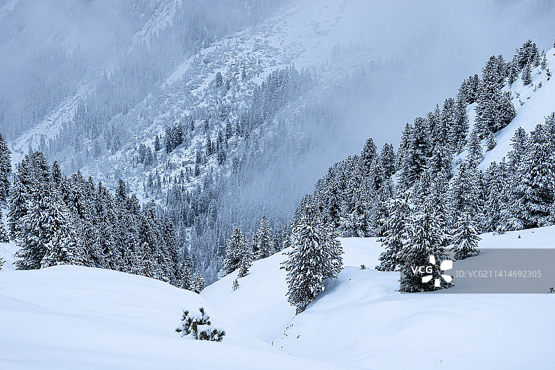 奥地利辛特图克斯冰川的雪地树木图片素材