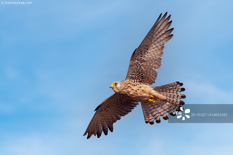 意大利雄鹰飞翔映衬天空仰视图图片素材